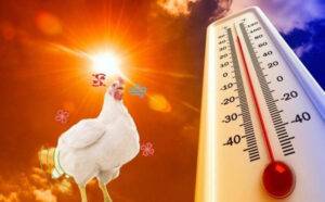 Quản lý dinh dưỡng, nước uống trong thời tiết nắng nóng cho gà