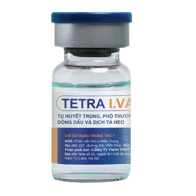 TETRA I.VAC - Sử dụng để tạo miễn dịch chủ động phòng 4 bệnh đỏ của heo gồm Tụ huyết trùng, Phó thương hàn, Đóng dấu và Dịch tả heo cho heo từ 4 tuần tuổi.